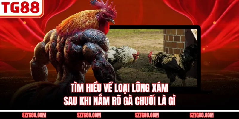 Tìm hiểu về loại lông xám sau khi nắm rõ gà chuối là gì