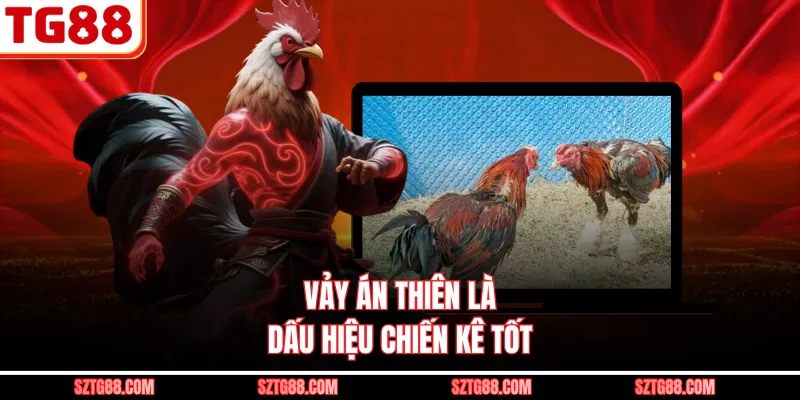 Vảy Án Thiên là dấu hiệu chiến kê tốt